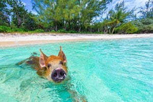 Pearl Island: varkensstrand met lunch
