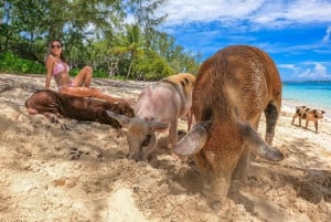Pearl Island: Pigs Beach with Lunch