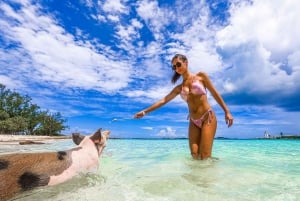 Pearl Island: Pigs Beach med lunsj