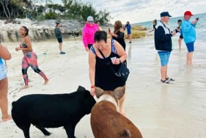 Perfekt dag - svømmende griser, snorkling og strandklubb