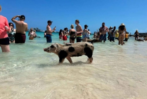 Nassau: Sailing Cruise to Pig Beach