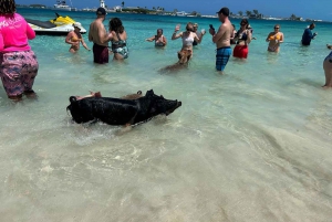 Nassau: Sailing Cruise to Pig Beach