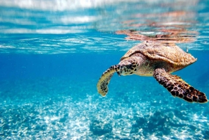 Excursão em grupo para Pigs Beach e encontro com tartarugas