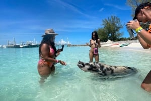 Rose Island 3 Insel Tour,🚤Schnorcheln,🐠Schildkröten,🐢 Schweine 🐖