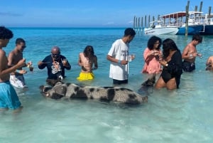 Rose Island 3 island tour,🚤Snorkelling,🐠Turtles,🐢 Pigs 🐖