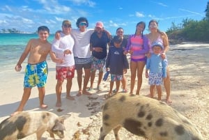 Rose Island 3 island tour,🚤Snorkelling,🐠Turtles,🐢 Pigs 🐖