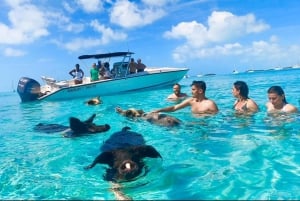 Rose island 4hr tour swimming pigs, snorkelling and turtles