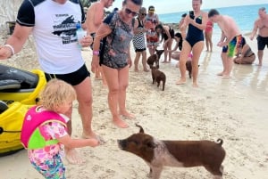 Nassau: Svømmende griser, snorkling med skilpadder Lunsj Beach Club