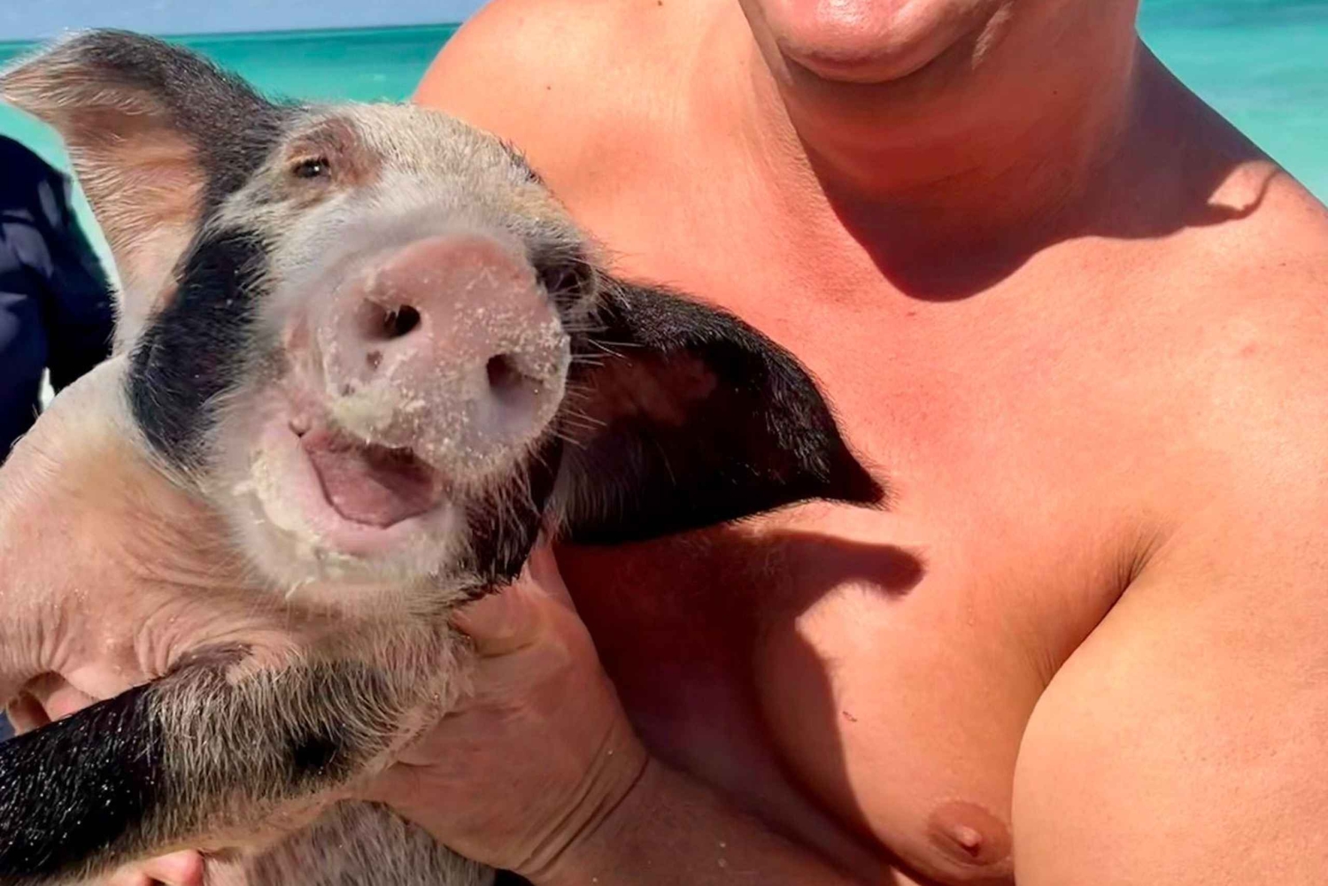 Rose Island: Schnorcheln, schwimmende Schweine & unbegrenzter Rum Punch