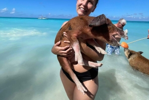 Rose Island: Schnorcheln, schwimmende Schweine & unbegrenzter Rum Punch