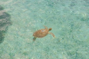 Nassau: Rose Island Rose Island's Sand Dollar Beach Resort med lunch