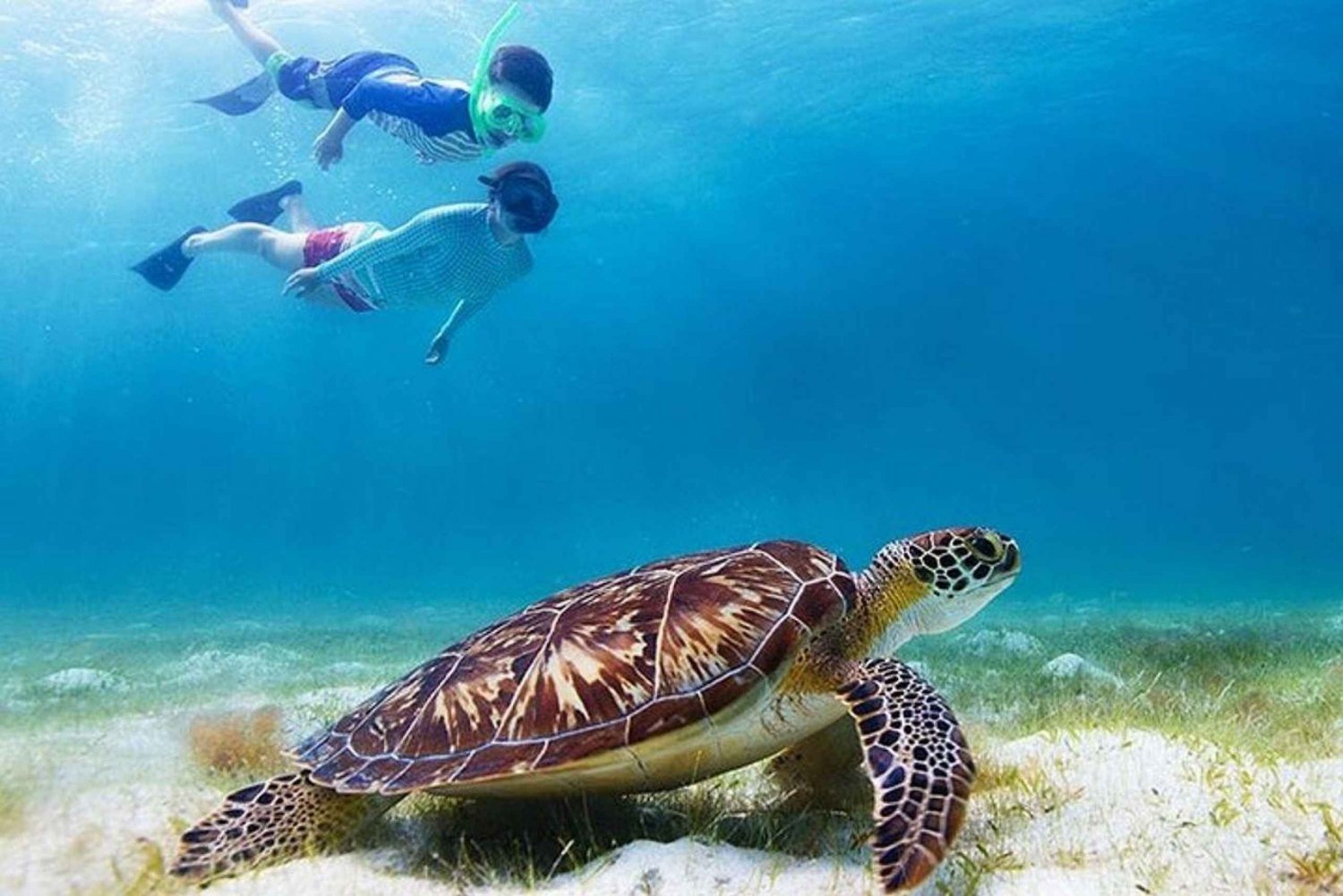 Snorkel com tartarugas - Green Cay, Nassau Bahamas