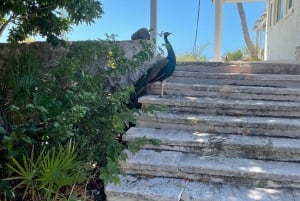 Snorkeling and Beach Tour with Sea Turtles