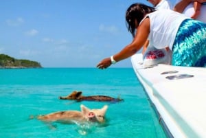 'Let's Get Piggy with It!' Swimming Pig Adventures