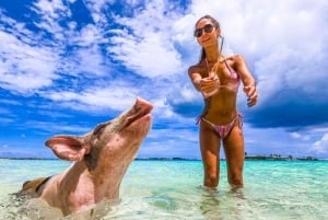 'Let's Get Piggy with It!' Swimming Pig Adventures