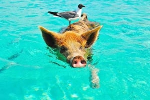 'Let's Get Piggy with It!' Swimming Pig Adventures