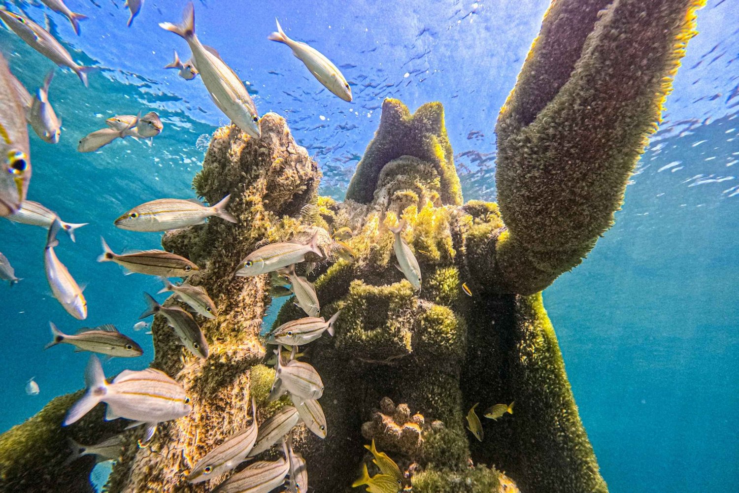 Nassau: Sun Cay Day Trip, Snorkel, Iguana Encounter, & Lunch