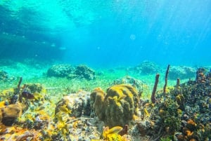 Nassau: jednodniowa wycieczka do Sun Cay, nurkowanie z rurką, spotkanie z iguaną i lunch