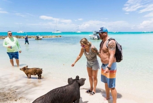 Nuota con i maiali famosi all'Isola delle Rose