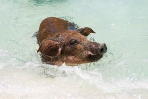 Nada con cerdos famosos en la Isla Rosa