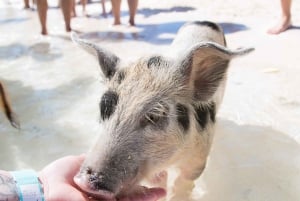 Nager avec des cochons célèbres à Rose Island