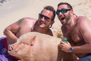 Nager avec des cochons célèbres à Rose Island