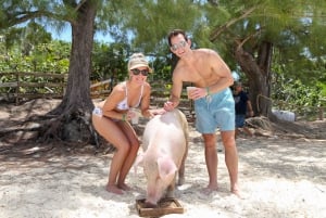 Nager avec des cochons célèbres à Rose Island