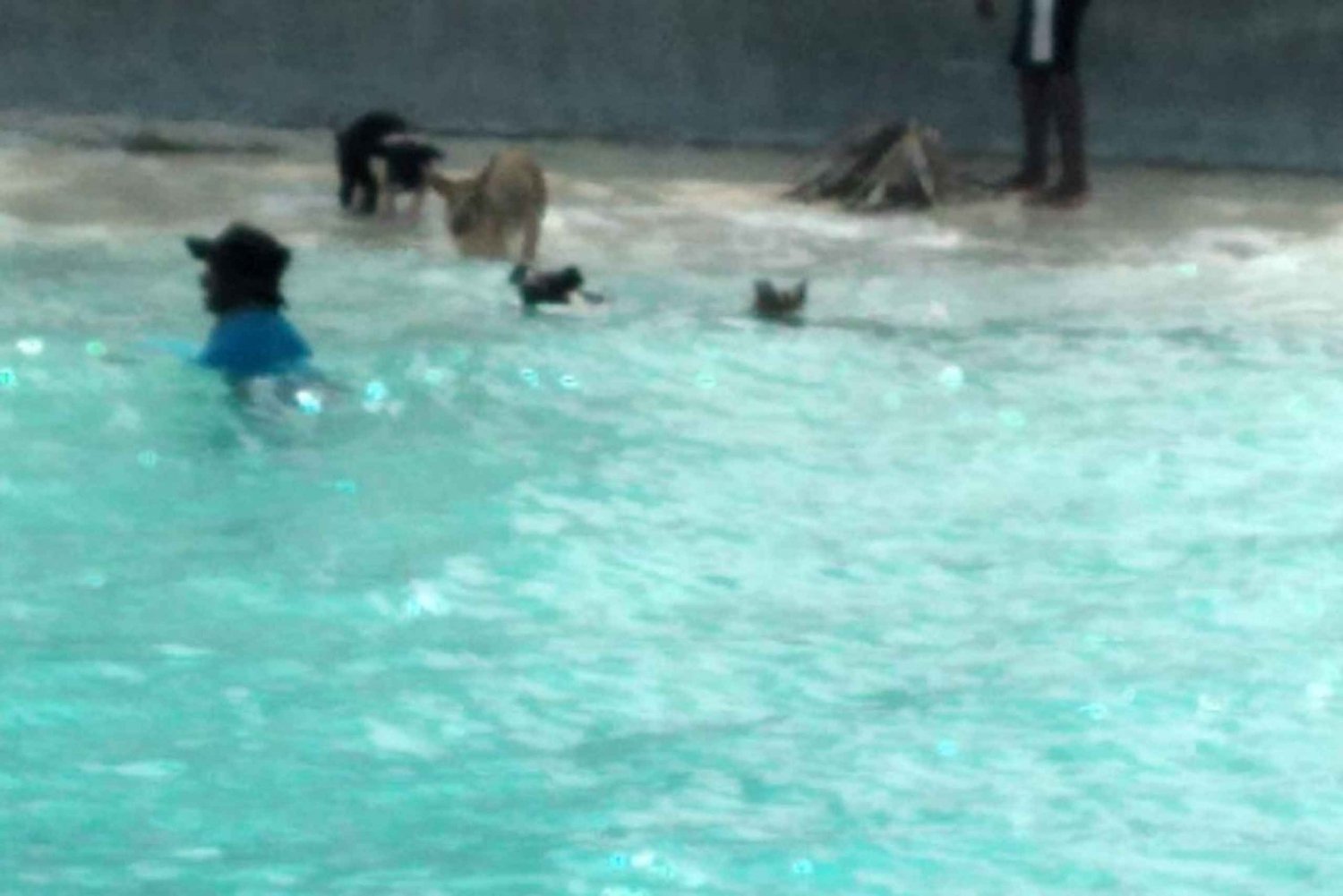 Nager avec des cochons, Rose Island, Bahamas