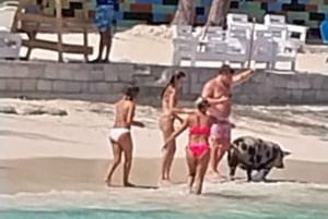 豚と一緒に泳ぐ、ローズ島、バハマ