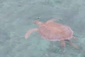 Schwimmen mit Schweinen, Rose Island, Bahamas