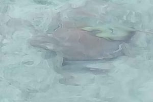 Zwemmen met varkens, Rose Island, Bahama's