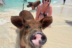 Swim with Pigs,Turtles & Snorkel. Lunch, Drinks Transfers