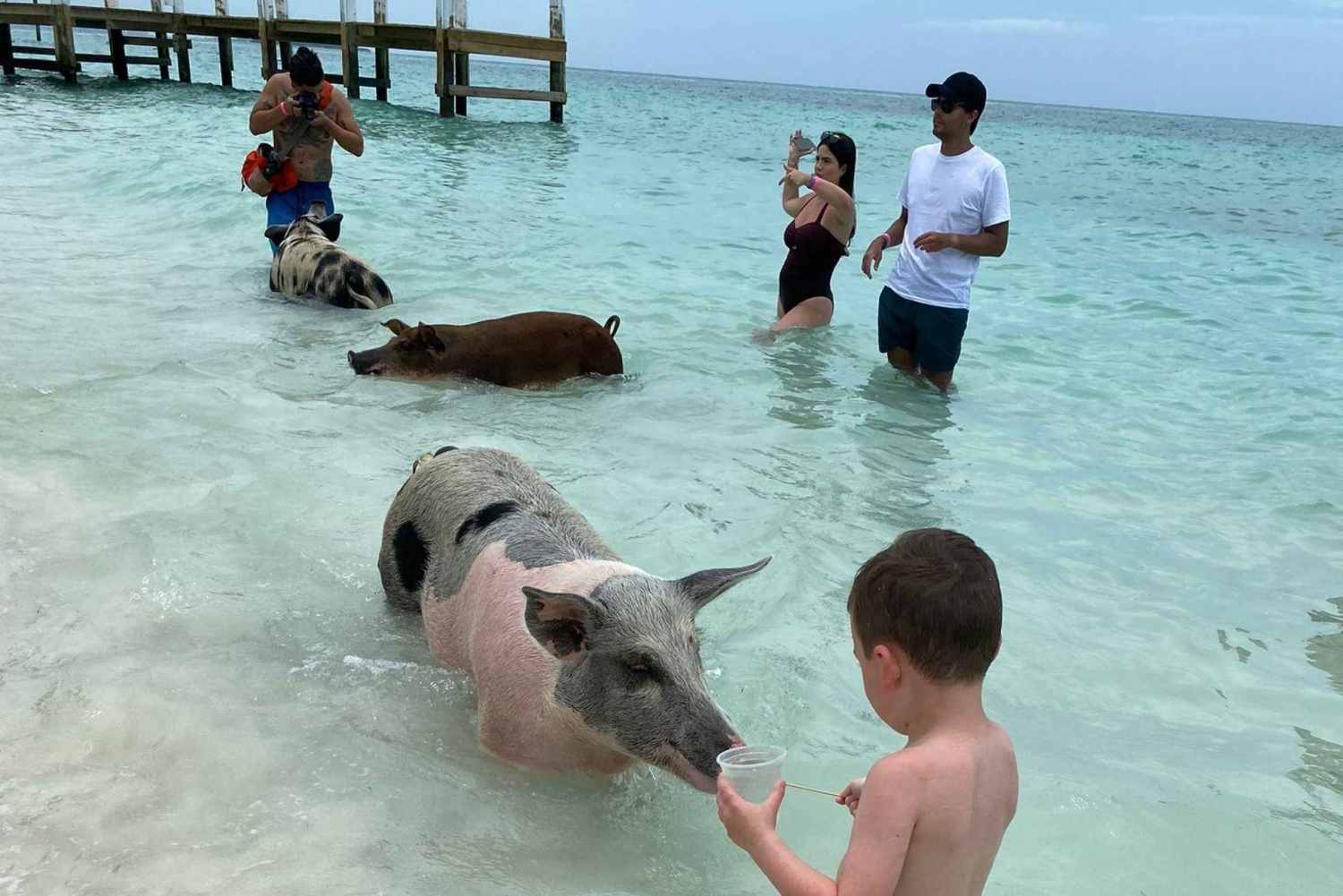 Swimming Pigs Safari 2hrs