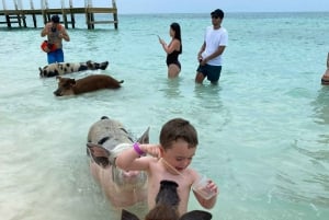 Safari z pływającymi świniami 2 godz.