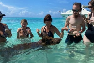 Safari med svømmende griser 2 timer