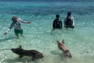 Swimming Pigs Safari 2hrs