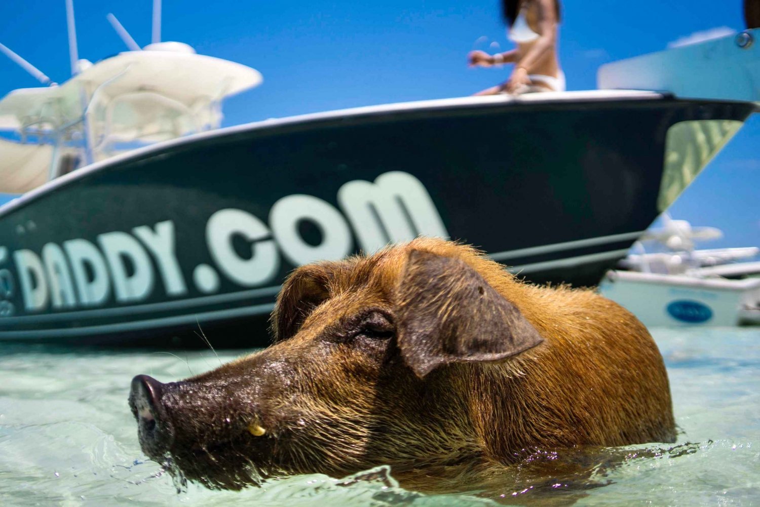 SWIMMING PIGS & SNORKELING 1.5 HOUR BOAT TOUR FROM NASSAU