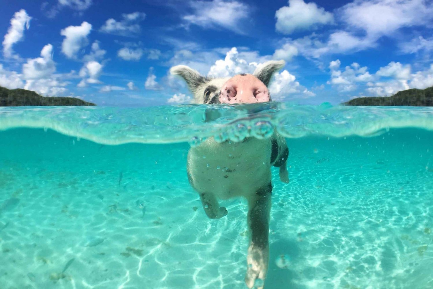 Aventura de nadar com porcos e mergulhar com snorkel em um barco com fundo de vidro