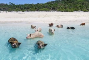 Zwemmende varkens & snorkelavontuur op boot met glazen bodem