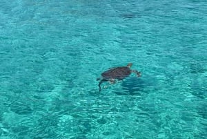 Pływanie ze świniami i żółwiami Wycieczka łodzią na 3 wyspy
