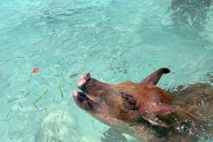 Экскурсия по плаванию свиней и черепах на лодке по 3 островам