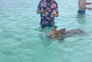 Экскурсия по плаванию свиней и черепах на лодке по 3 островам