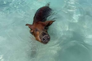 Svømming av griser og skilpadder Ultimativ utflukt med båt 3 øyer