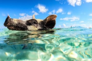 Fra Nassau: Rose Island Swimming Pigs Vandtaxi m/drinks
