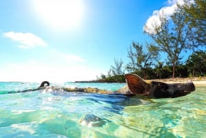 Depuis Nassau : Rose Island Swimming Pigs Water Taxi avec boissons