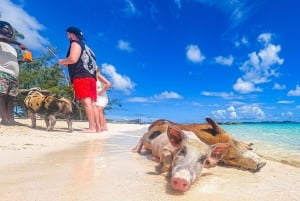 Da Nassau: Taxi acqueo dei maiali nuotatori di Rose Island con bevande
