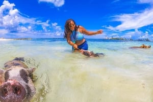 Nassau: Swimming Pigs Speedboat Water Taxi z napojami