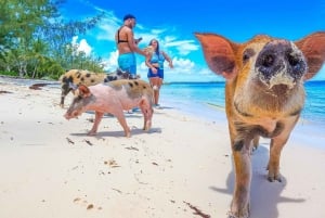 Nassau: Schwimmende Schweine Schnellboot Wassertaxi mit Getränken