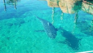 Tiger Shark Beach