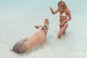 Tour From Nassau: Exuma Swimming Pigs, Sharks and More